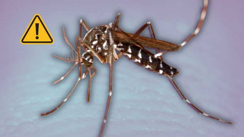 Mosquito tigre.
